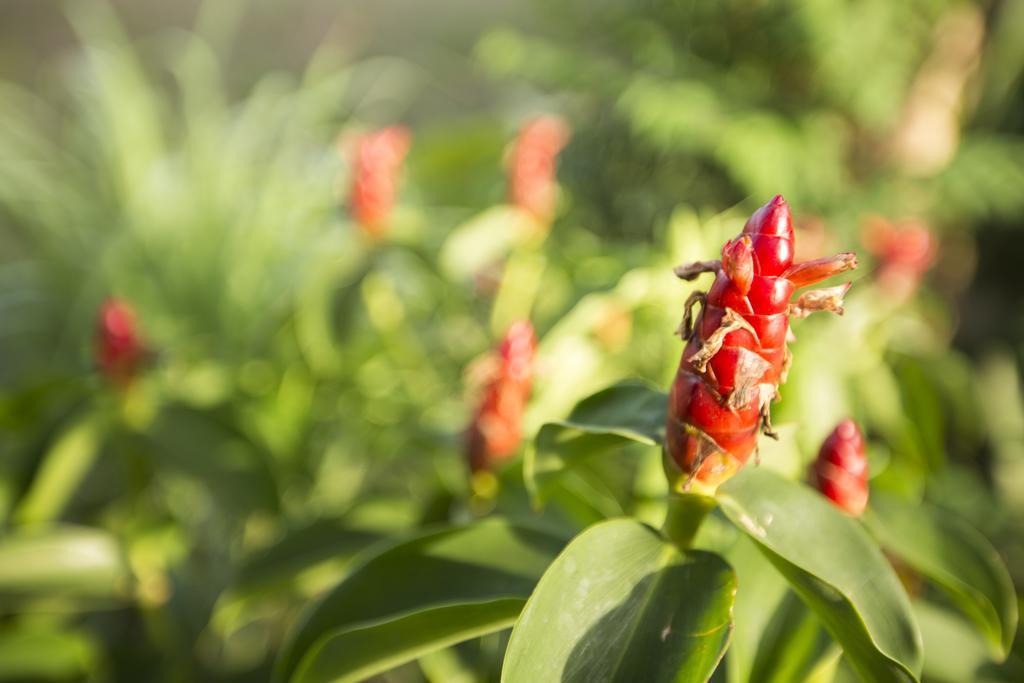 Champa Lodge Kampot Ngoại thất bức ảnh